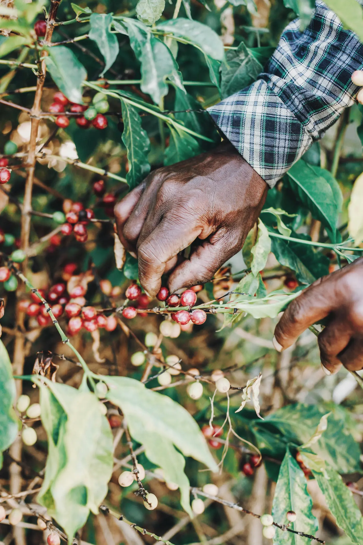 Coffee origin sourcing in Ethiopia