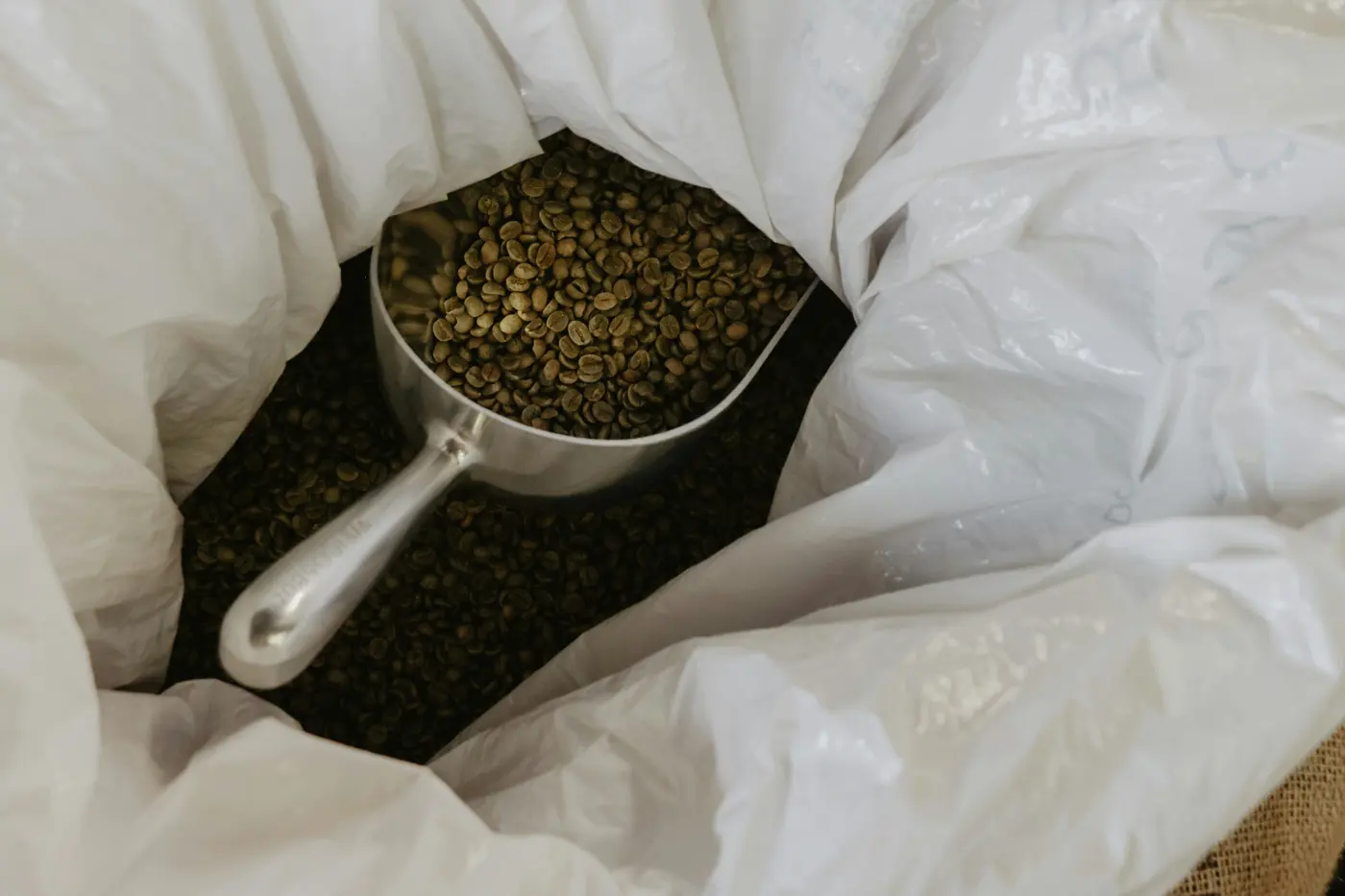 Green coffee beans in an export sack