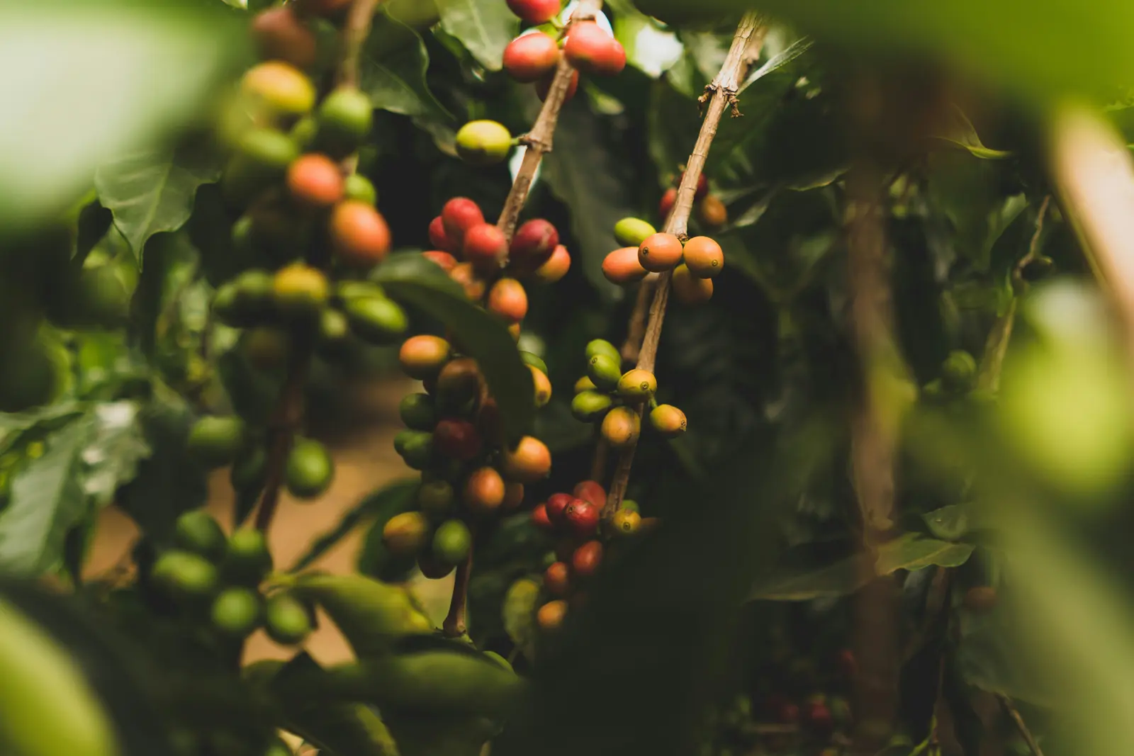 Coffee cherries growing at origin