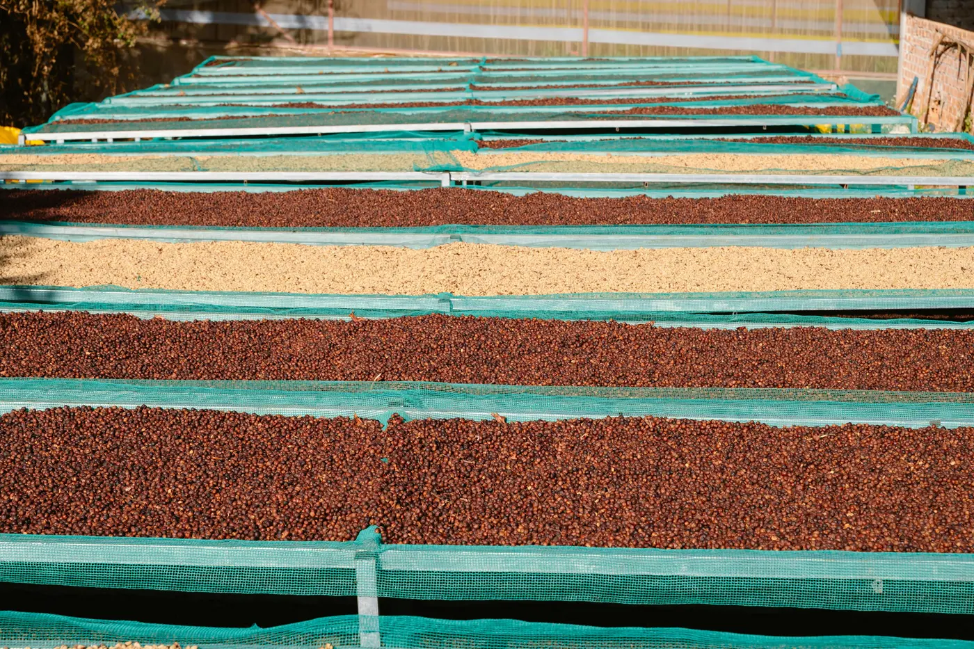 Green coffee quality control